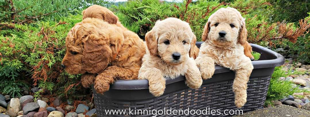 Kinnickinnic Goldendoodles