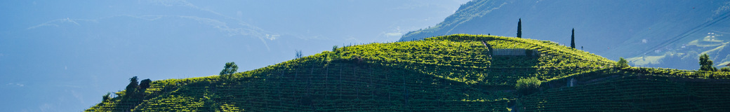 magdalener.wine