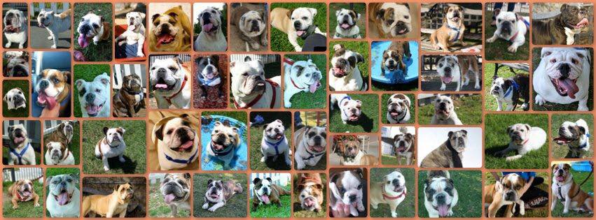 Southern California Bulldog Rescue