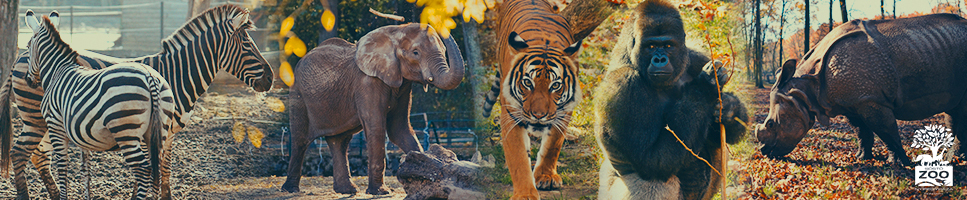 Sosto Zoo