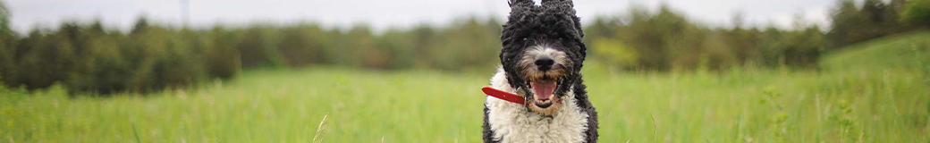 Uberdog