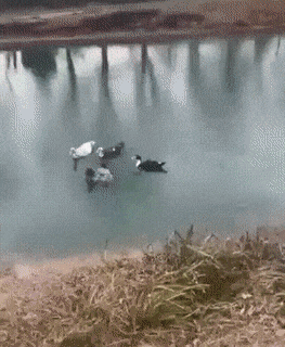 Imposter among us in funny gifs
