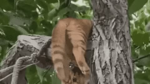Catto relaxing gif