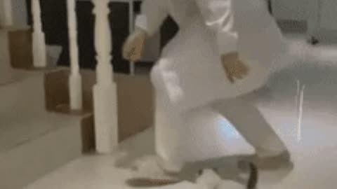 Smol fluff jumping stairs gif