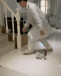 Smol fluff jumping stairs in cat gifs