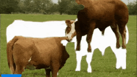 Two cow