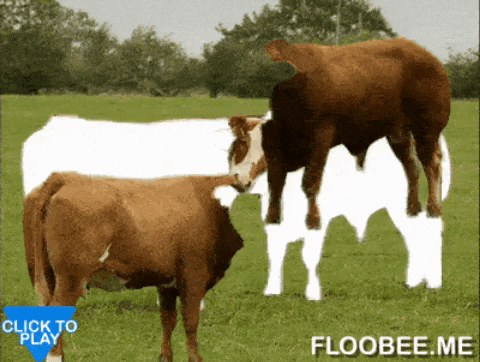 Two cow in gifgame gifs