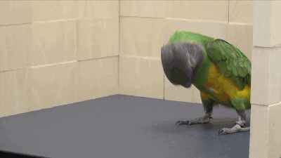 Tumbling Parrot gif