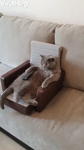 A cat lounging on the sofa, comfortably watching a movie
