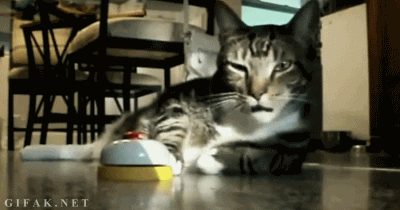 Gif 1