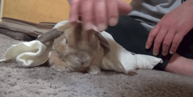 Image result for petting bunny rabbit gifs