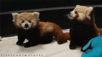 Red Panda Kiss GIF - Find & Share on GIPHY