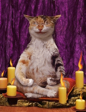 giphy.gif