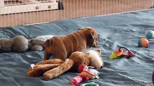 This puppy gif is perfect