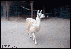  llama sorry not sorry bitch im fabulous sorry for being so fabulous GIF
