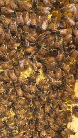dance xpost honeybee