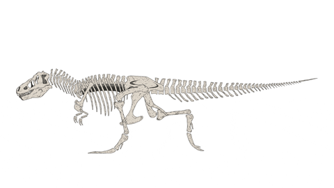 Tyranosaurus Rex Animation GIF - Find & Share on GIPHY
