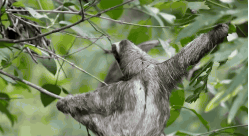 Sloths GIF - Find & Share on GIPHY