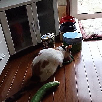 the cat is afraid of cucumbers