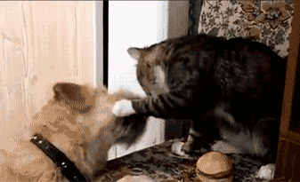 Cat And Dog Together GIF - Find & Share on GIPHY