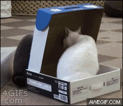 Cat Trap GIF - Find & Share on GIPHY