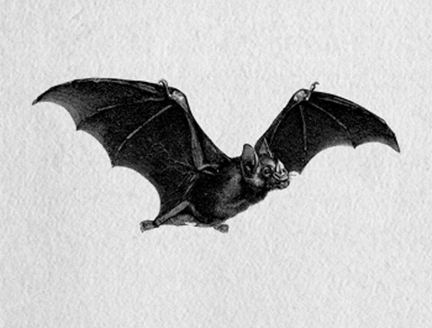 Image result for bat gif
