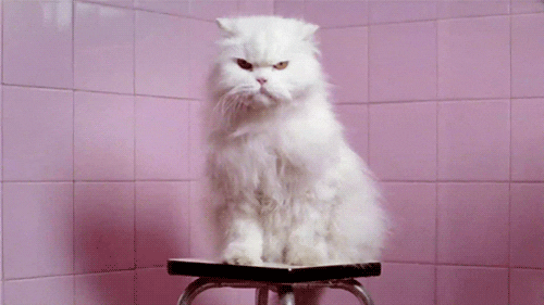 GIF animals cat angry - animated GIF on GIFER - by Sadora