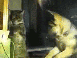 Cat And Dog GIF