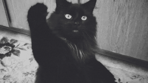 Image result for gif black cat