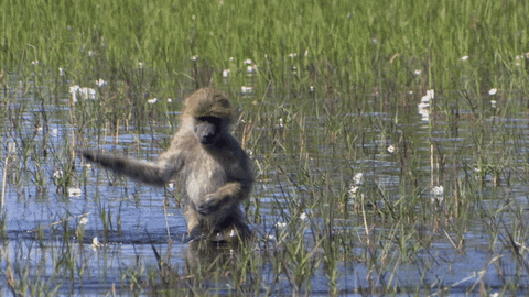 Water Baboon GIF - Find & Share on GIPHY