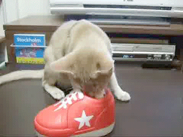 Cheezburger cat
