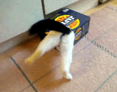 Stuck Cat Butt GIF - Find & Share on GIPHY