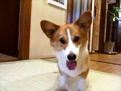 dance dog animals corgi GIF