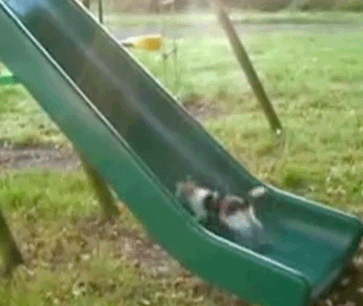 Cat attempting to run up a slide