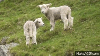 Image result for lamb gif