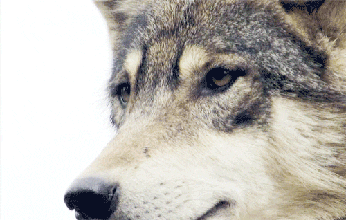 El Lobo | Síntesis Tlaxcala