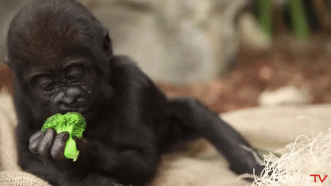 Baby Gorilla GIF - Find & Share on GIPHY