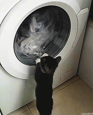 Cat Laundry GIF