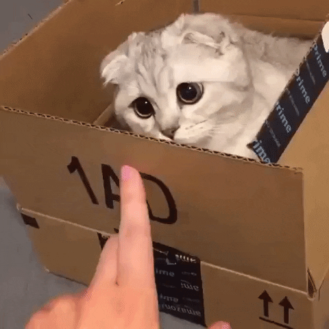 cat request box finger