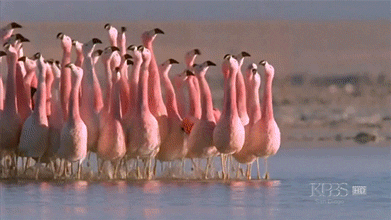 Flamingo Running GIF - Find & Share on GIPHY