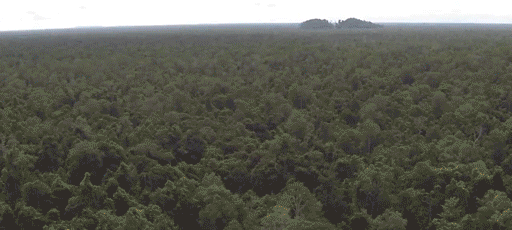 company management critics forests deforestation