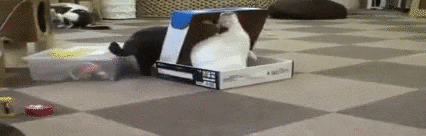 giphy.gif
