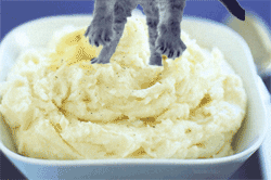 Cat diving into lump mashed potatoes