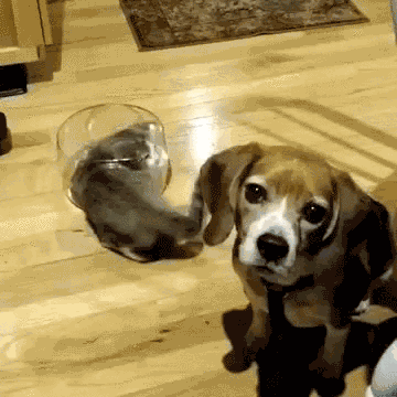 Dog dildos to anal fist Fabulous animals gifs find share on giphy