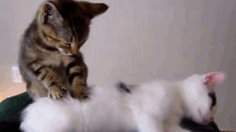 Cat Getting Massage