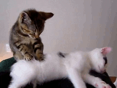 Cat Getting Massage in animals gifs