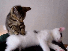 Cute Cat Giving a Back Massage to Another Cat gif