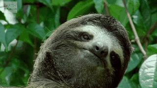 sleepy_sloth