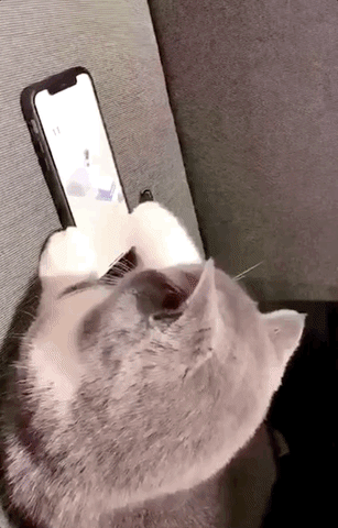 Smart Cat Plays iPhone Game