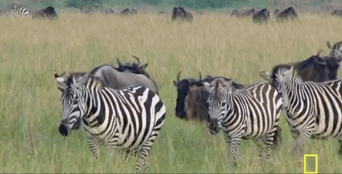 Earth Live GIF by National Geographic Channel